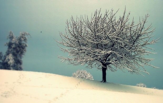 Snowy Tree with Vintage Effect