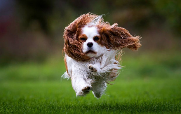 Spaniel Dog Runs On Grass
