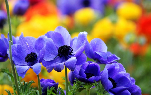 Special Blue Flowers