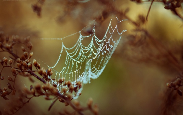 Spider Web In Dew Drops