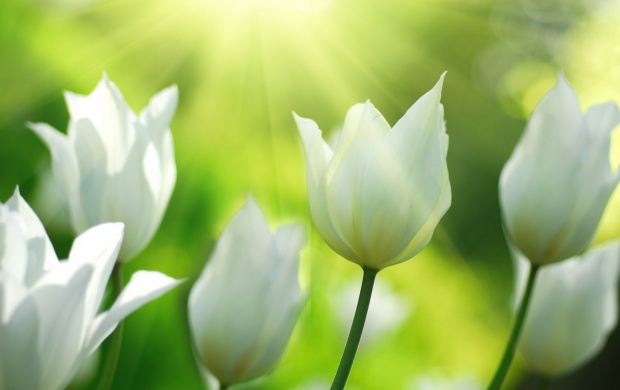 Spring White Tulips Flowers