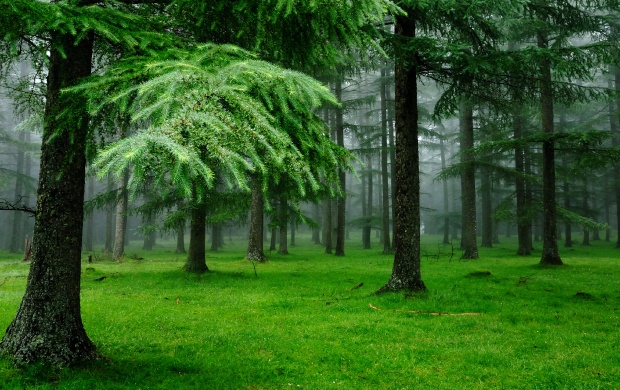 Spruce Trees Green Forest