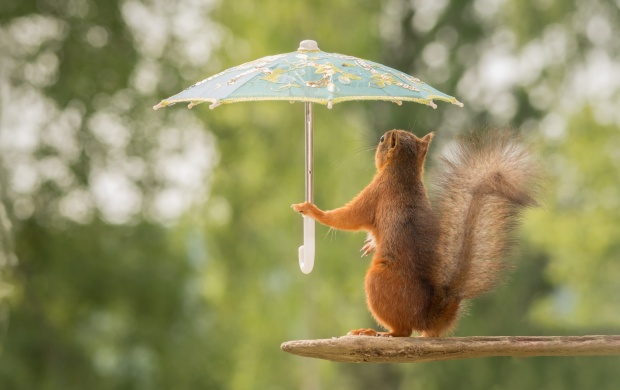 Squirrel Hold A Umbrellas Funny Pose