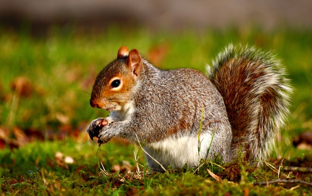 Squirrel Nutlet