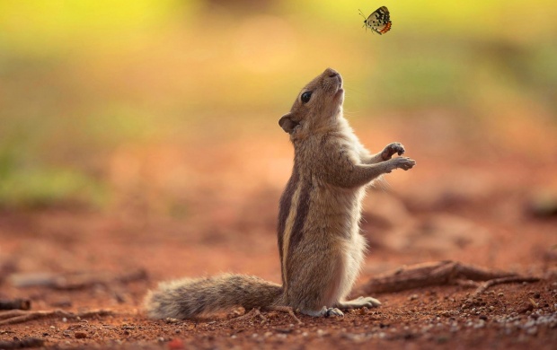 Squirrel Watching Butterfly