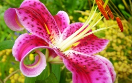 Stargazer Lily (click to view)