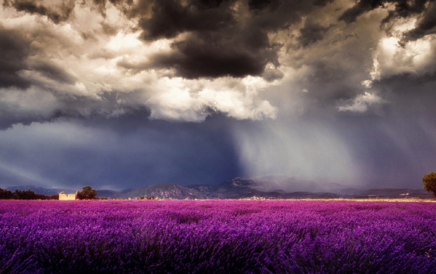Storm Clouds Over Purple Field