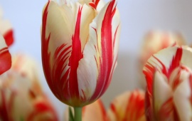 Striped Tulip (click to view)