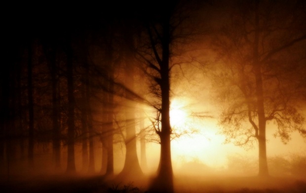 Strong Lights in Foggy Forest