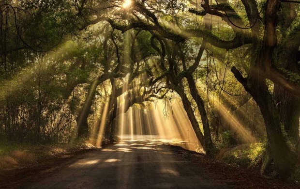 Sun Rays On The Forest Road