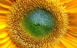 Sunflower (click to view)