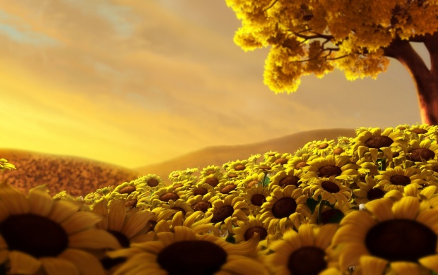 Sunflower World