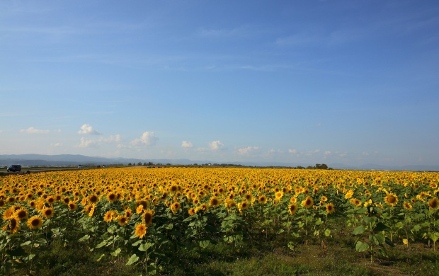 Sunflowers Farm