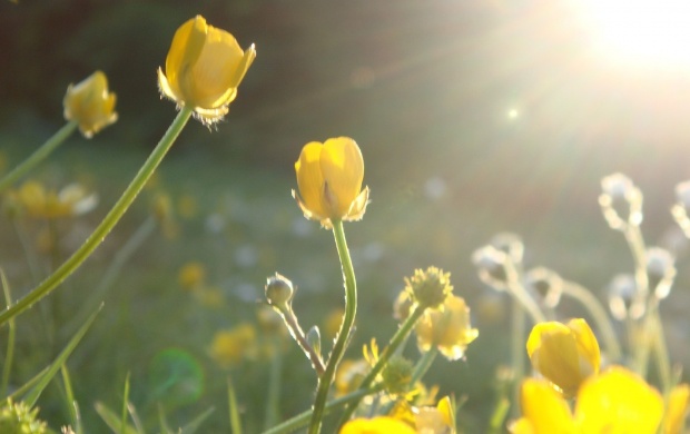 Sunlight In Yellow Flowers