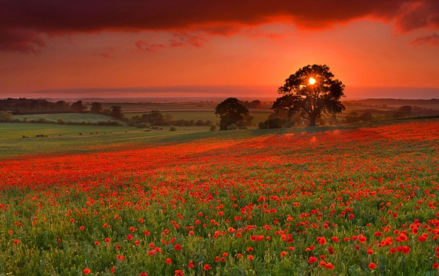 Sunset And Poppies Flowers Field
