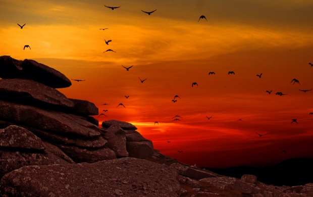 Sunset Flying Birds