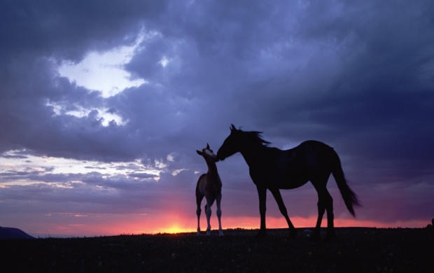 Sunset Horse Love