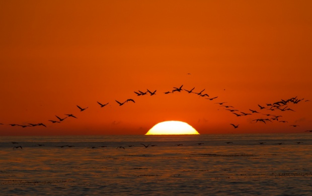 Sunset Sea Birds