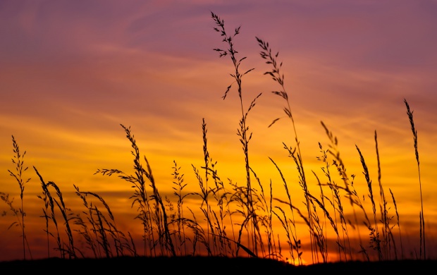Sunset Sky And Barley Grass
