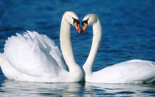 Swans Couple In Water