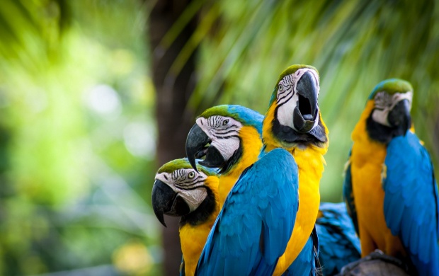 Sweet Macaw Parrots