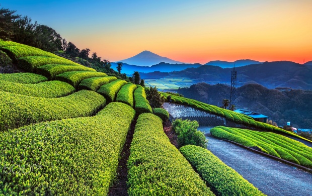 Tea Plants On A Hill