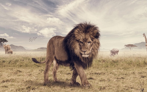The Animal King Lion