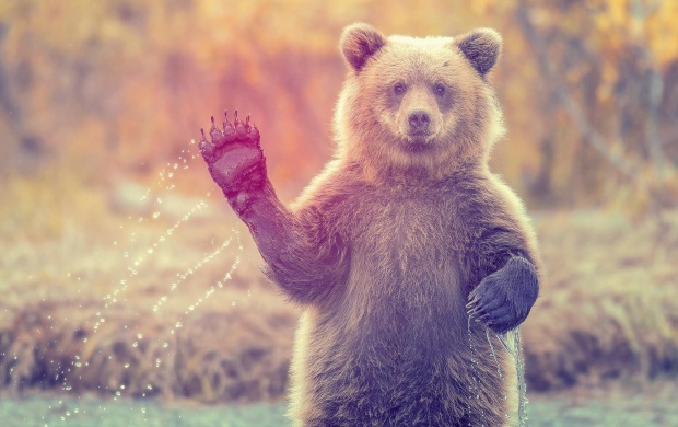 The Bear Says Hi