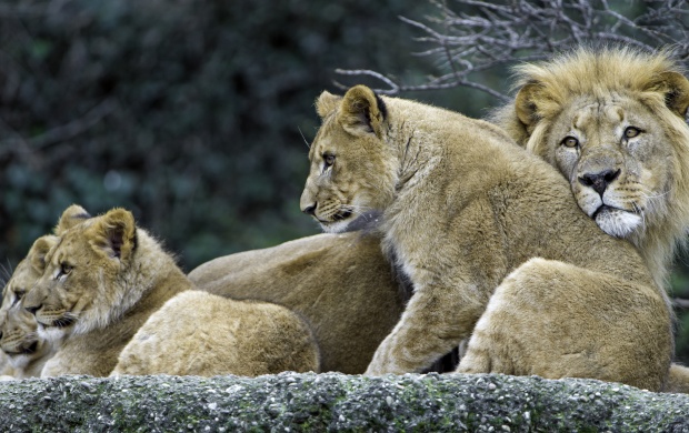 The Three Cubs With Dad