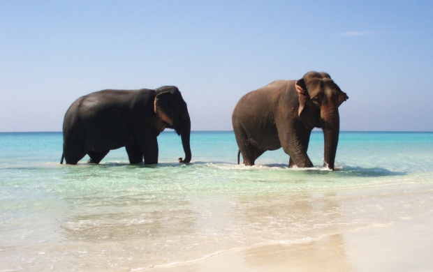 The Two Elephants On The Beach