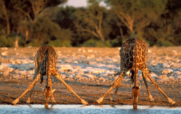 Thirsty Giraffes