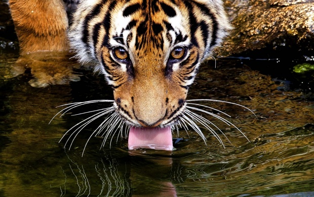 Thirsty Tiger Drinking Water