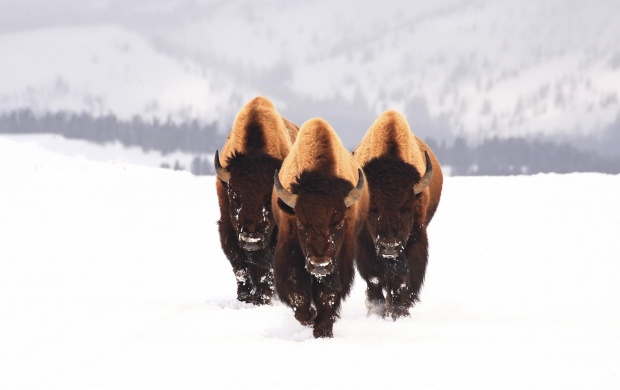 Three Bison Buffalo