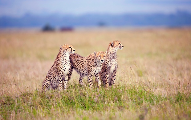 Three Cheetahs In The Grass