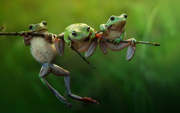 Three Frogs Funny Sitting Position