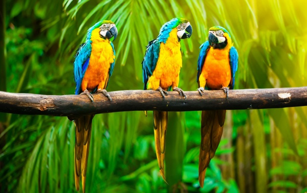 Three Parrots On Branch