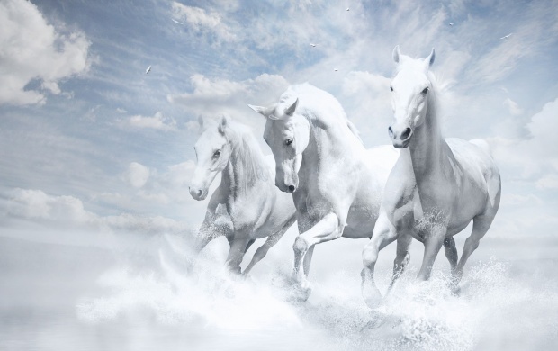 Three White Horses Running