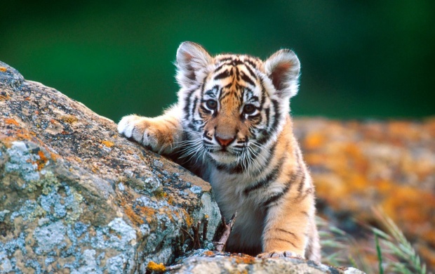 Tiger Cub Red Rocks
