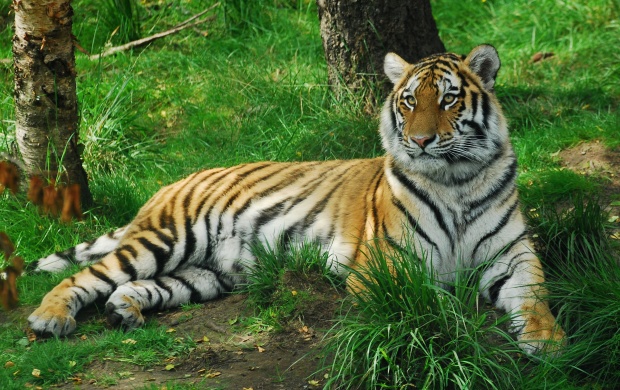 Tiger Having Rest
