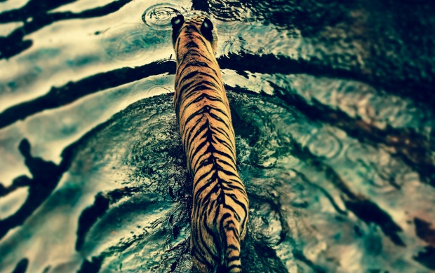 Tiger In Green Water