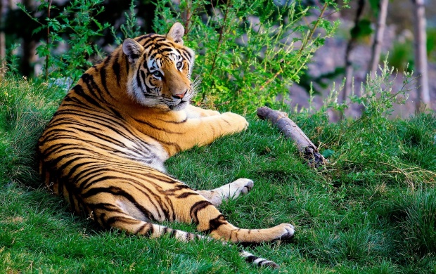 Tiger Resting On Green Grass