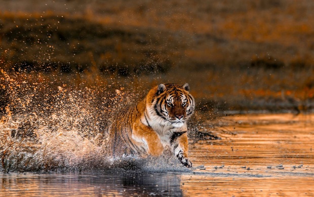 Tiger River Running
