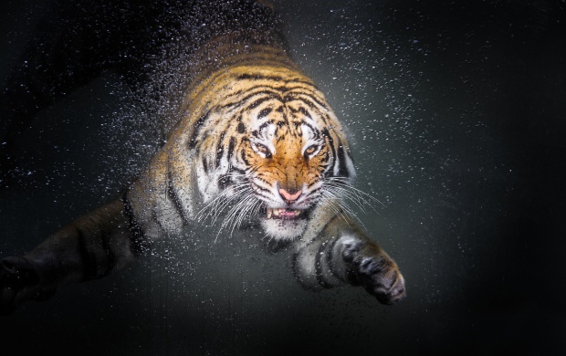 Tiger Water Drop