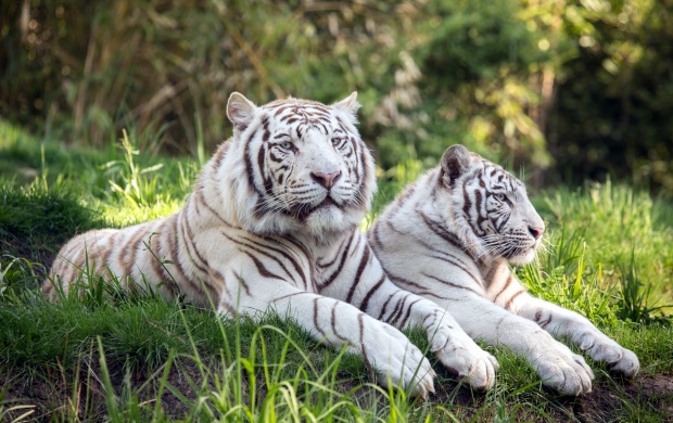 Tigers Couple