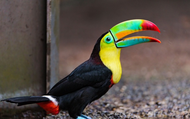 Toucan On The Ground