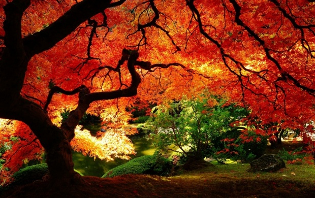 Tree In Autumn Colors