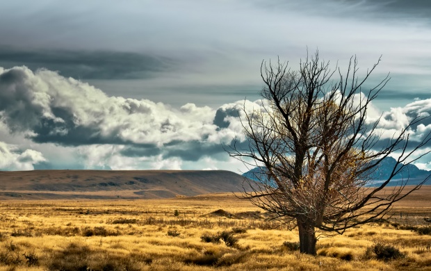 Tree In Steppe