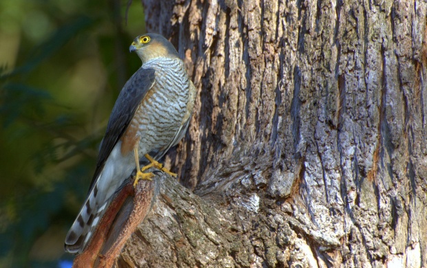 Tree On Falcon Bird