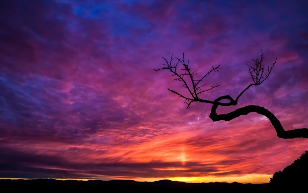 Tree Silhouette At Sunset
