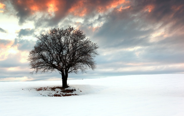 Tree Snow Landscape